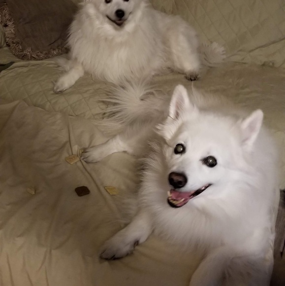 Meet your Posher, CAESAR - Picture 3 of 4